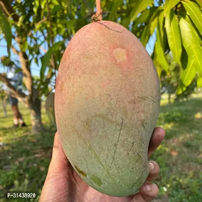 Natural Mango Plant