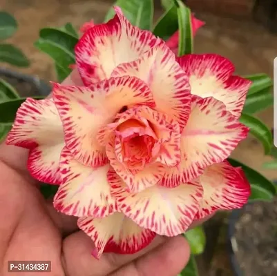 Natural Adenium Plant-thumb0