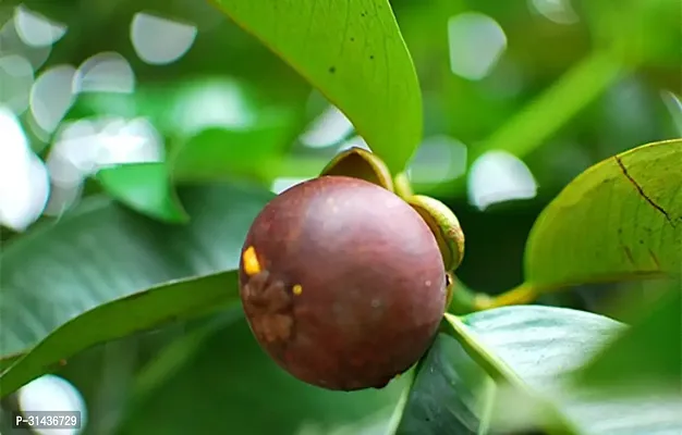 Natural Mangosteen Plant-thumb0