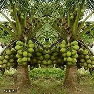 Natural Coconut Plant