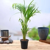 Natural China Palm Plant-thumb1