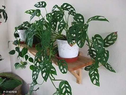 Natural Philodendron Plant-thumb0