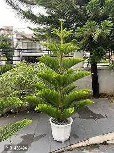 Natural Christmas Tree Plant-thumb0