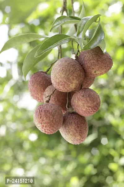 Litchi Plant