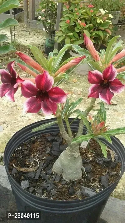 Natural Heaven Of Saplings Adenium Plant