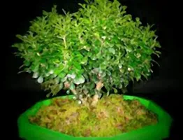 Natural Jasmine Plant-thumb1