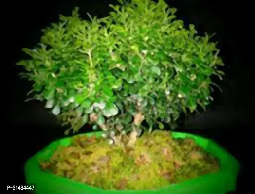 Natural Jasmine Plant-thumb2