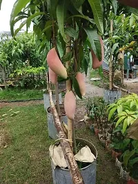 Natural Mango Plant-thumb2