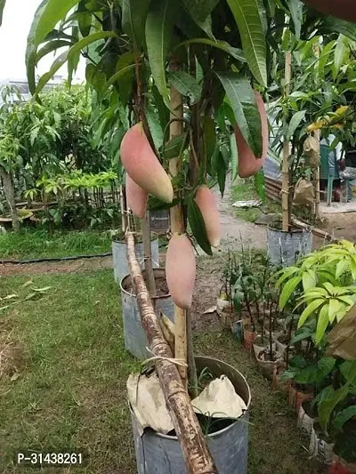 Natural Mango Plant-thumb3