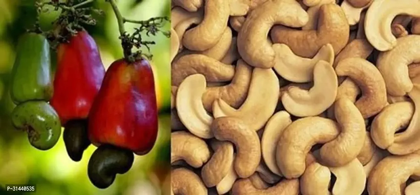 Natural Cashew Plant-thumb2