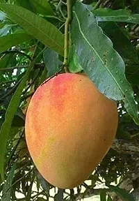 Natural Mango Plant-thumb2