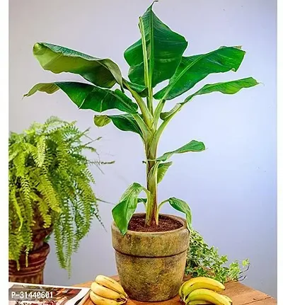 Natural Banana Plant-thumb2