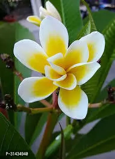 Natural Plumeria Plant-thumb0