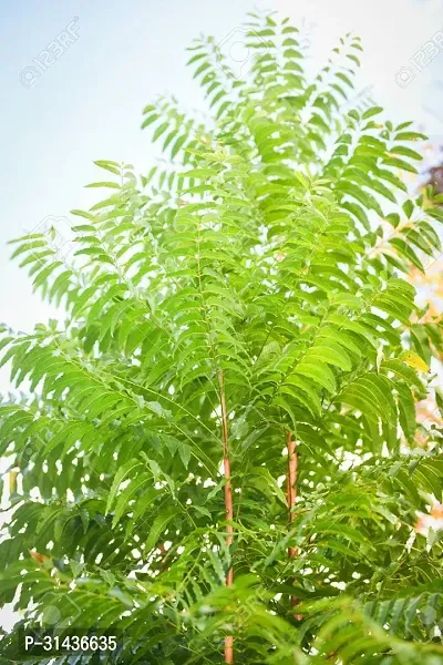 Natural Neem Plant