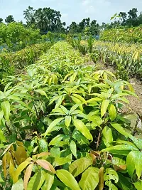 Natural Mango Plant-thumb1