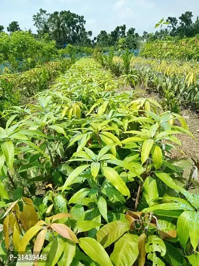 Natural Mango Plant-thumb2