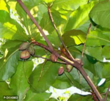 Almond Plant