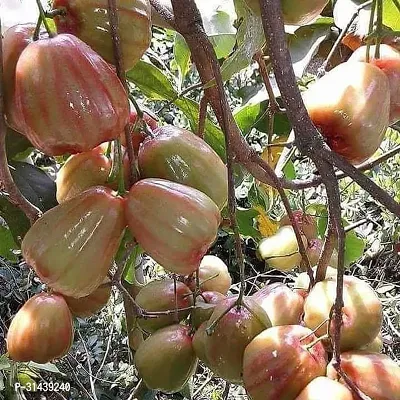 Natural Jamun Plant-thumb0