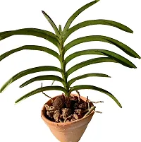 Natural Orchid Plant-thumb1