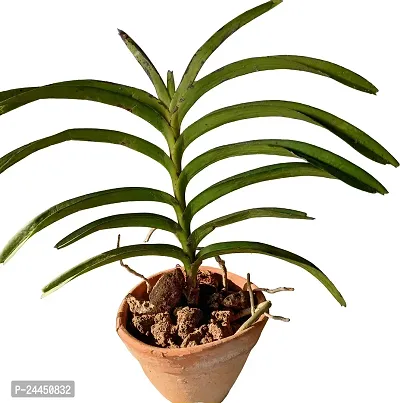 Natural Orchid Plant-thumb2