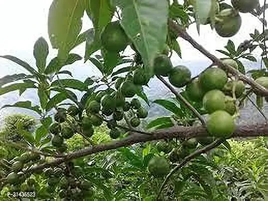 Natural Rudraksha Plant-thumb2