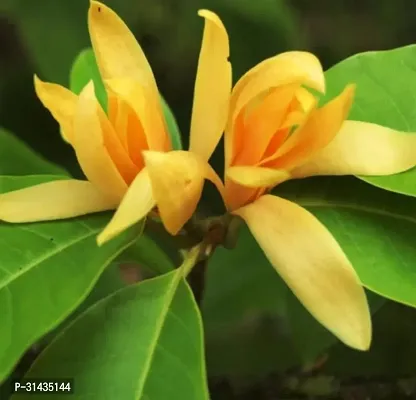 Natural Plumeria Plant-thumb0