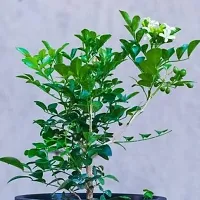 Natural Madhu Kamini Plant-thumb1