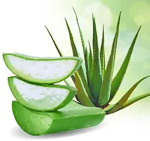 Aloe Vera Plant-thumb1