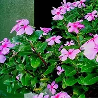 Natural Sadabahar/Periwinkle Plant-thumb1