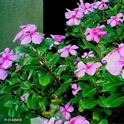 Natural Sadabahar/Periwinkle Plant-thumb2