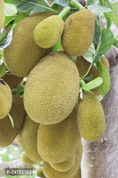 Jackfruit Plant