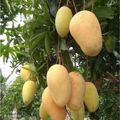 Mango Plant-thumb0