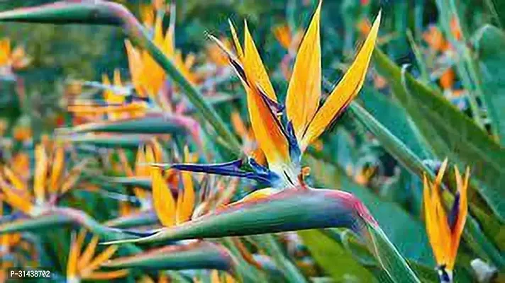 Natural Bird Of Paradise Plant-thumb4