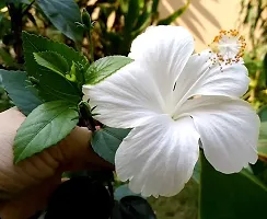 Natural Hibiscus Plant-thumb1