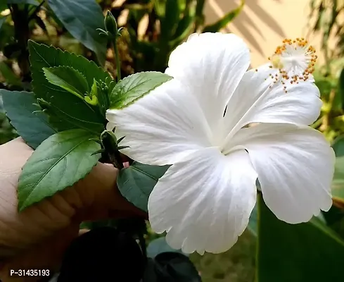 Natural Hibiscus Plant-thumb2