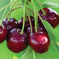 Natural Cherry Fruit Plant-thumb1