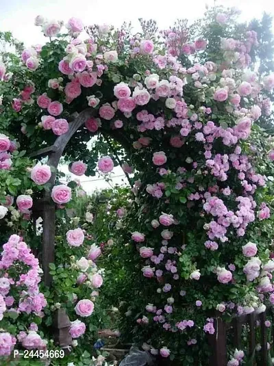 Natural Rose Plant