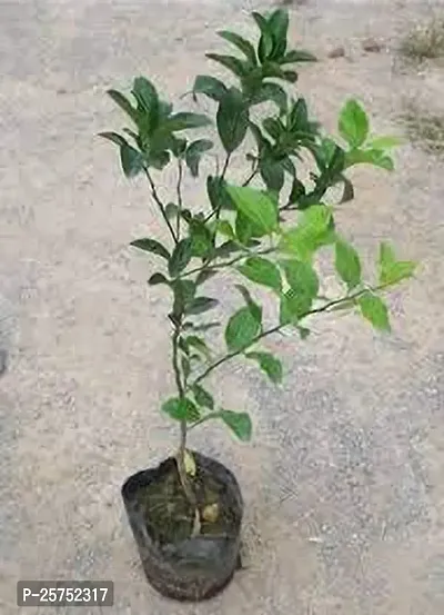 Lemon Plant-thumb4
