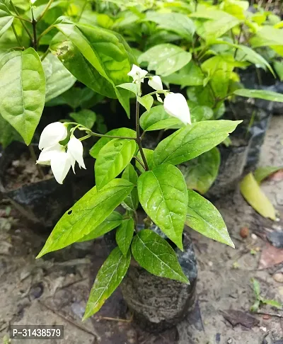 Natural Indian trumpet flower Plant