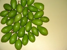 Natural Amra Plant-thumb2