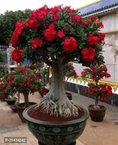 Natural Adenium Plant-thumb0