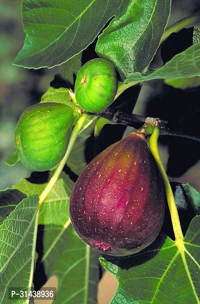 Natural Gular/Cluster Fig Plant-thumb0