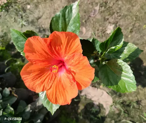 Hibiscus Plant