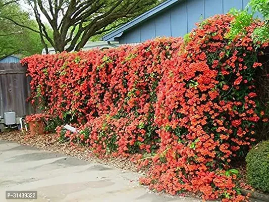 Natural Madhumalti/Rangoon Creeper Plant-thumb0