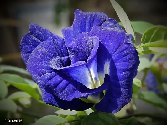 Natural Aparajita/ Butterfly Pea Plant-thumb2