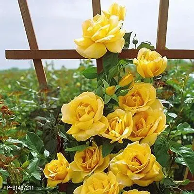 Natural Rose Plant-thumb0