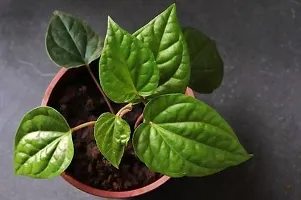 Natural Betel Leaf Plant-thumb1