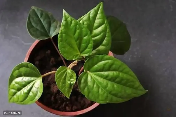 Natural Betel Leaf Plant-thumb2