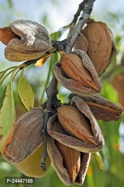 Natural Almond Plant-thumb0