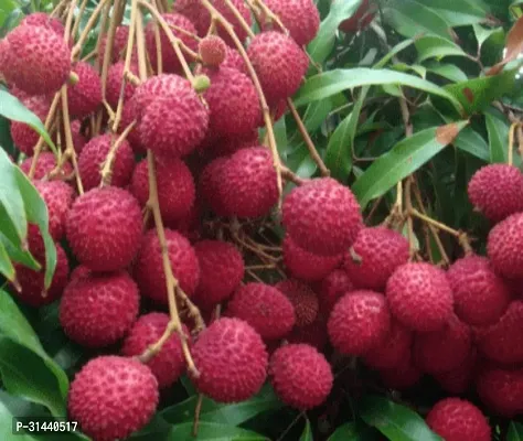 Natural Litchi Plant-thumb0